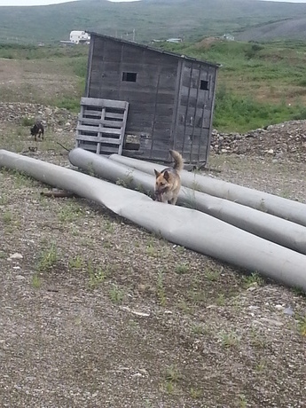 squirrel in the pipe